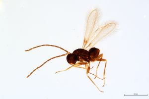 Th63-0 cf. flavipes male.jpg