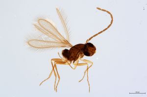 Th77-0 cf. flavipes male.jpg