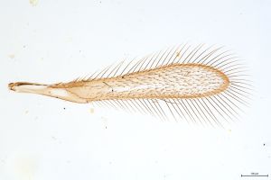 Th86-0 flavipes males.jpg