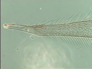 Th95 flavipes cf. male.jpg