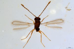 Th1532-I-0  flavipes.jpg