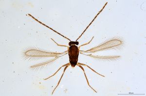 Th1532-II-0  flavipes male.jpg