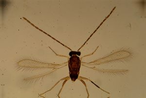 Th1532-II-2 Bakkendorf.jpg