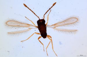 Th1534-0 flavipes.jpg