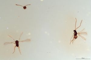 Th1587-0 flavipes.jpg