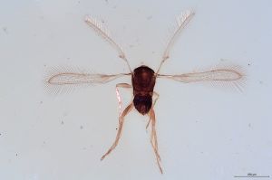 Th1587-I-0-1 flavipes.jpg