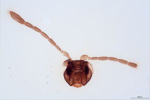 Th1587-I-0-2 flavipes.jpg