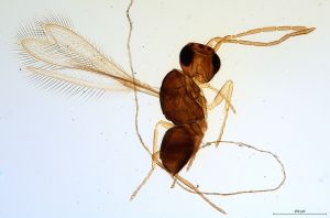 Th443-I-0 flavipes.jpg