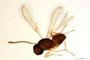 Th629-0 flavipes.jpg