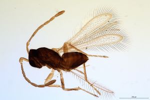 Th630-0 flavipes.jpg