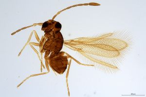 Th754-0 flavipes.jpg