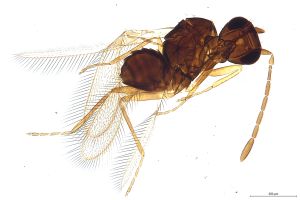 Th762 flavipes, stygius Ptype.jpg