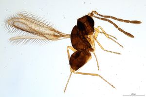 Th763-0 flavipes.jpg