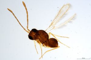 Th764-0 flavipes.jpg