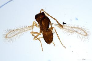 Th789-0 flavipes.jpg