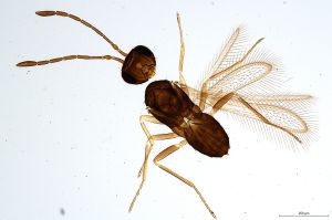 Th790-0 flavipes.jpg