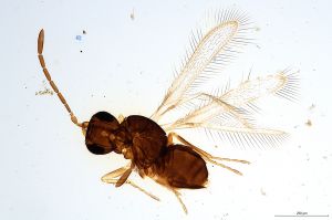 Th791-0 flavipes.jpg