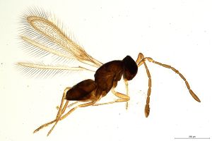 Th793-0 flavipes.jpg