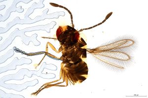 Th825-0 flavipes.jpg