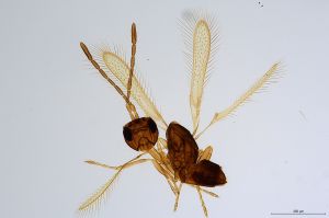 Th833-0 flavipes.jpg