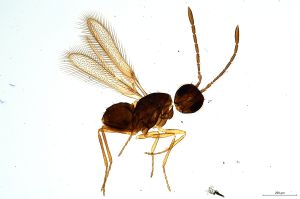 Th919-0 flavipes.jpg