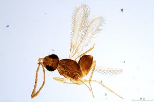 Th921-0 flavipes.jpg