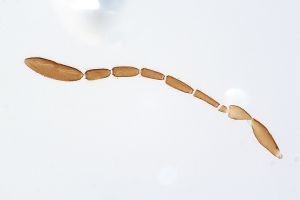 Th3340-0 cf. flavipes.jpg