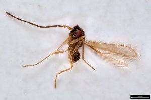 Th3350-0 flavipes male.jpg