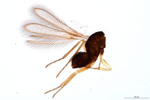 Th1136 -0 flavipes.jpg