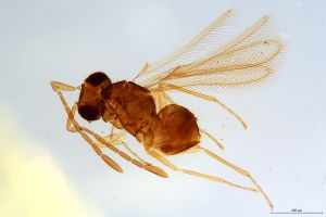 Th1499-0 flavipes.jpg