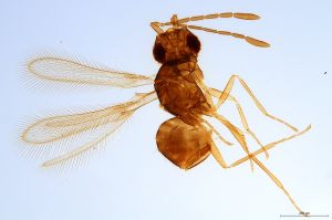 Th1501-0 flavipes.jpg