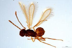 Th2338-0 flavipes.jpg