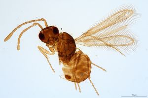 Th2719-0 flavipes.jpg