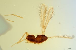 Th2726-0 flavipes.jpg