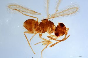 Th2730-0 flavipes.jpg