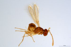 Th2771-0 flavipes.jpg