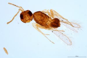 Th2773-0 flavipes.jpg