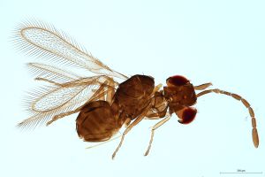 Th1544-0 flavipes.jpg