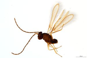Th3010-0 cf. flavipes male.png