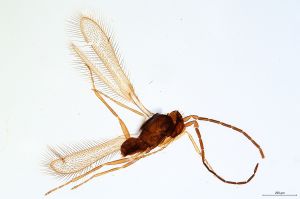 Th3209-0 flavipes male.jpg