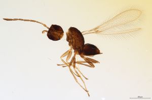 Th3725-0 flavipes cf..jpg