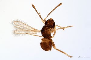 Th3899-0 flavipes.jpg