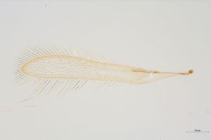 Th3942-0-1 flavipes.jpg