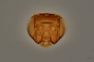 Th3944-0-1 flavipes.jpg