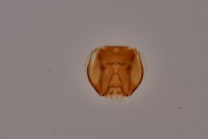 Th3948-0 flavipes.jpg