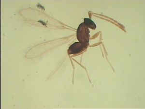 Th1165-9 gauthieri.jpg