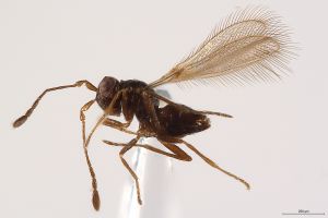 Th3251-0 fuscipennis.jpg
