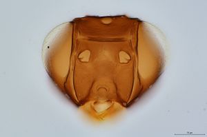 Th12-0 fuscipennis.jpg