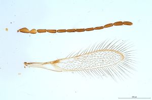 Th121 fuscipennis..jpg