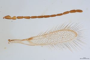 Th121-0 fuscipennis male.jpg